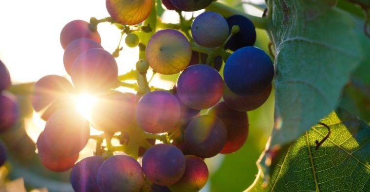 Contient des sulfites