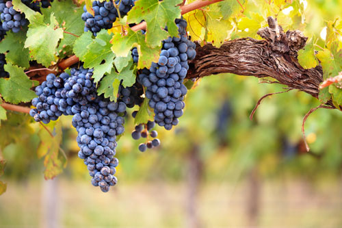découverte du vignoble des Pouilles
