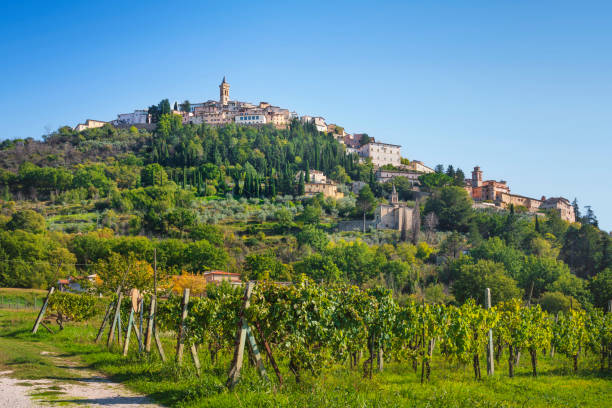 vignoble a Trevi Italie