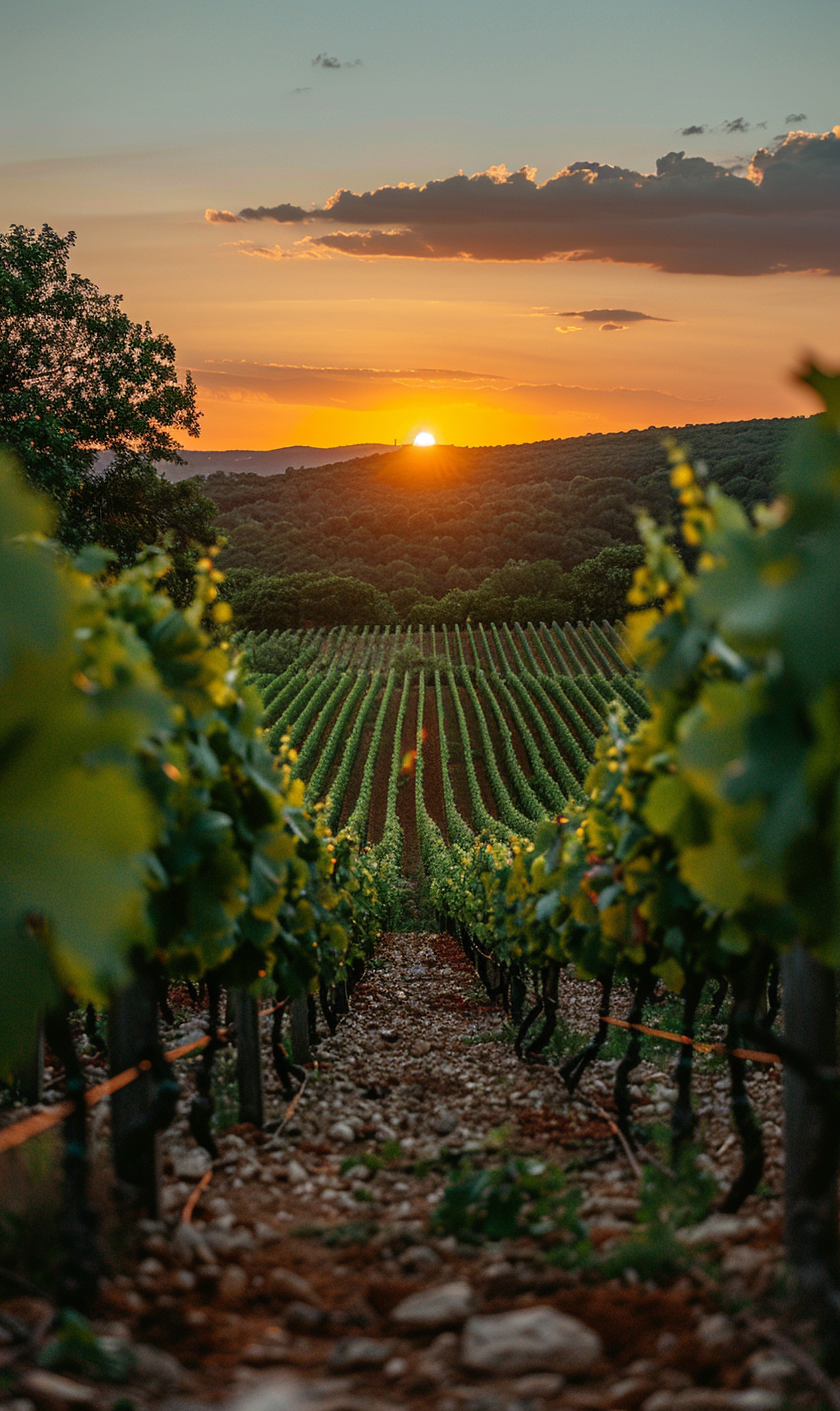 Chianti ou Porto ou Tokaj, qui fut la première appellation ?