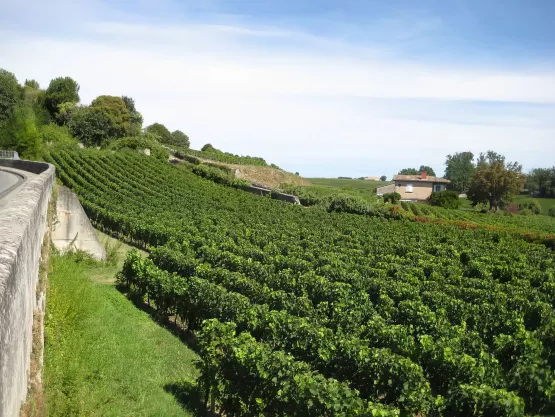 les vins de Saint-Emilion