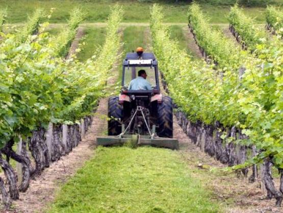 origine du vin