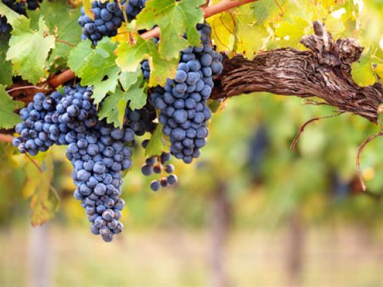 découverte du vignoble des Pouilles