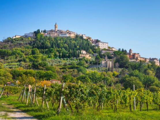 vignoble a Trevi Italie